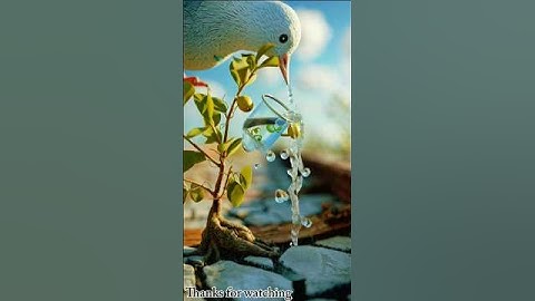 Big pigeon pours water on a plum tree dryingup in the hot sun on the railwaytrack😭 #ai#pigeon #train