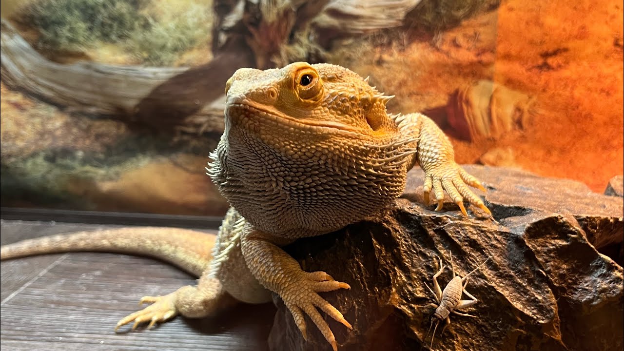 Remodeling my bearded dragons cage YouTube