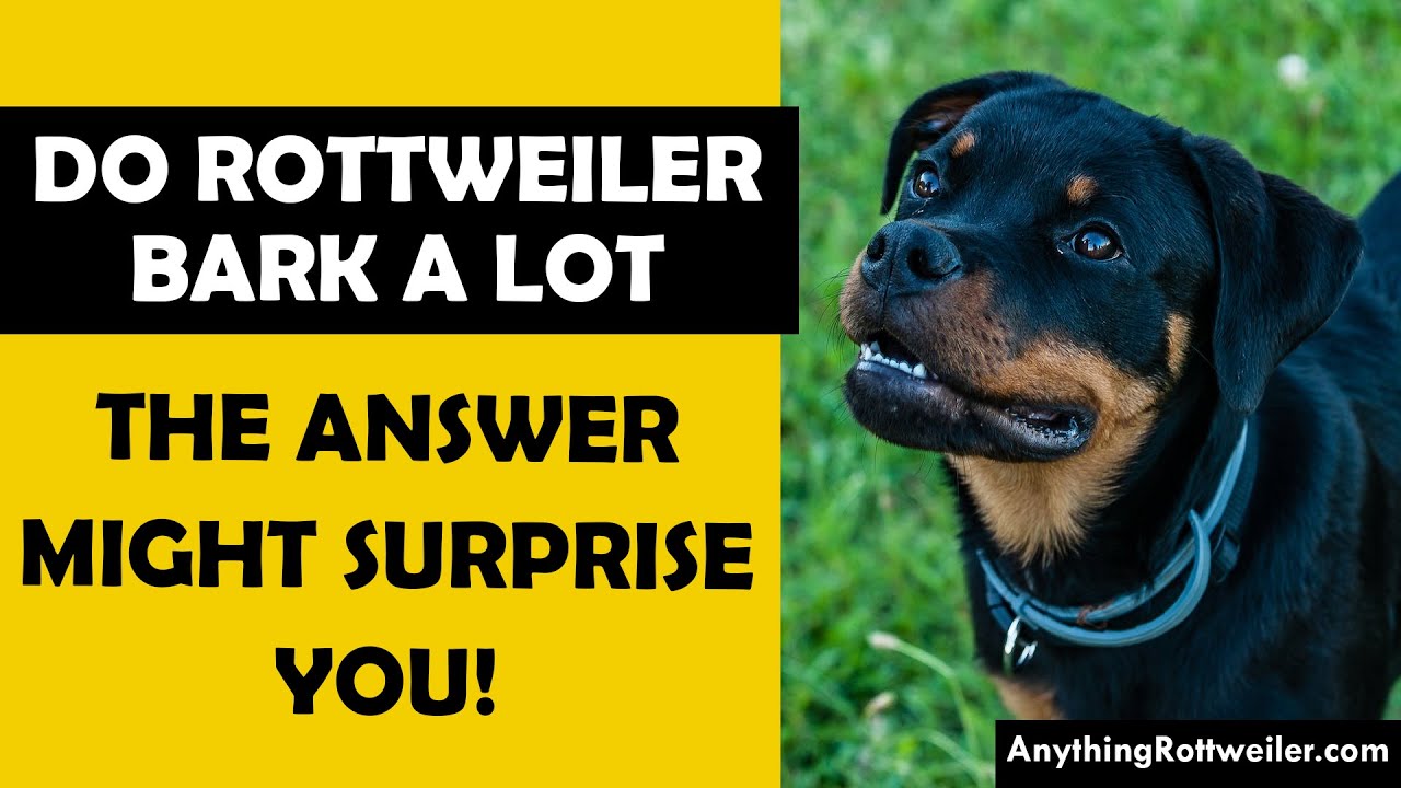 Do Rottweilers Bark A Lot Temperament Traits Only Rottie Owners Know