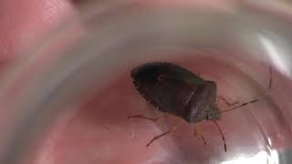 share Shield Bug Insect with green on it Cambridge UK  2jan19 1254p