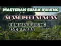 MASTERAN BURUNG ALAM PEGUNUNGAN‼️