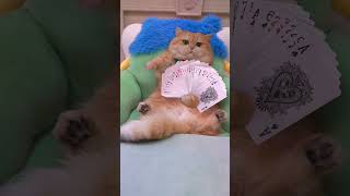 #Exlittlebean Actually Practiced The Magic Of Shuffling Cards.#Funnyvideo #Funnycats #Funnyshorts