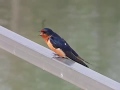 Barn Swallow Sings