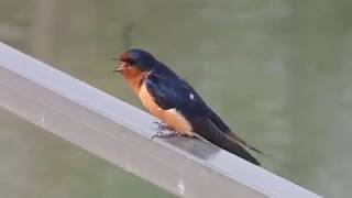 Barn Swallow Sings