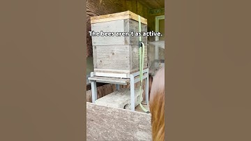 Japanese honeybees captured a week ago #shorts