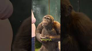 : Kisah Simpanse yang Kehilangan #zackdfilm #simpanse #hewanpintar #hewancerdas #kisahsedih