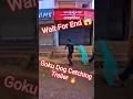 Goku Dog Catching Trailer #dog #dogwithpublicsafety #city #ytviral #goku