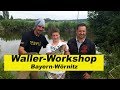 Waller Workshop Bayern / Fluss Wörnitz / Wallerholz / Auslegen / Tauwurm by Stefan Seuß