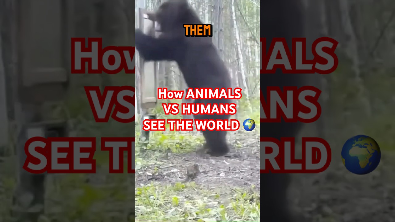 If Humans Had Animal Vision, This Is What We’d See!