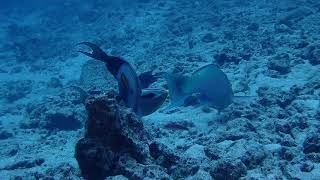 Misc fish grazing together