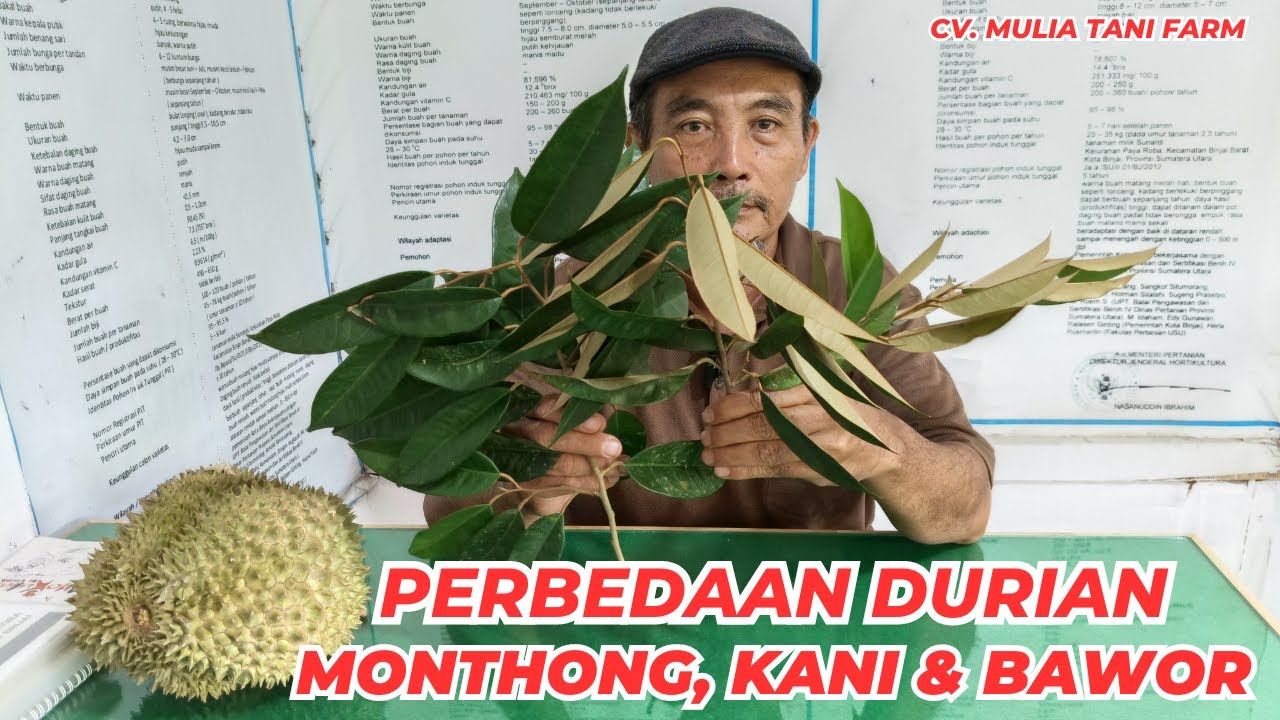PERBEDAAN DURIAN MONTHONG, KANI & BAWOR