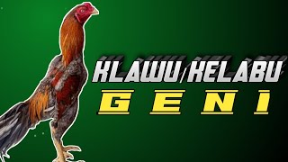 warna bulu ayam klawu/klabu geni, dan jenis ayam klawu.
