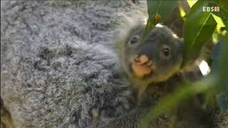 EBS ID - Animals (2026)