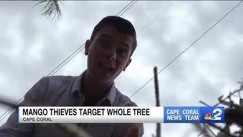 Fruit thief steals mango tree from Collier County yard