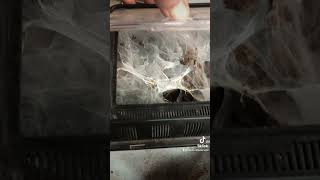 Time to rehouse my OBT juvenile Time to rehouse my OBT juvenile