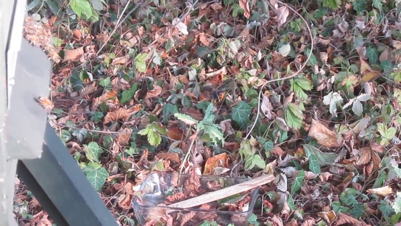 video phone beyonce mp3 attaque de frelons asiatiques sur ruche Warré