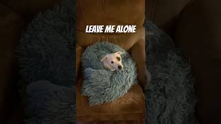 Leave Me Alone. I’m Trying to Sleep.