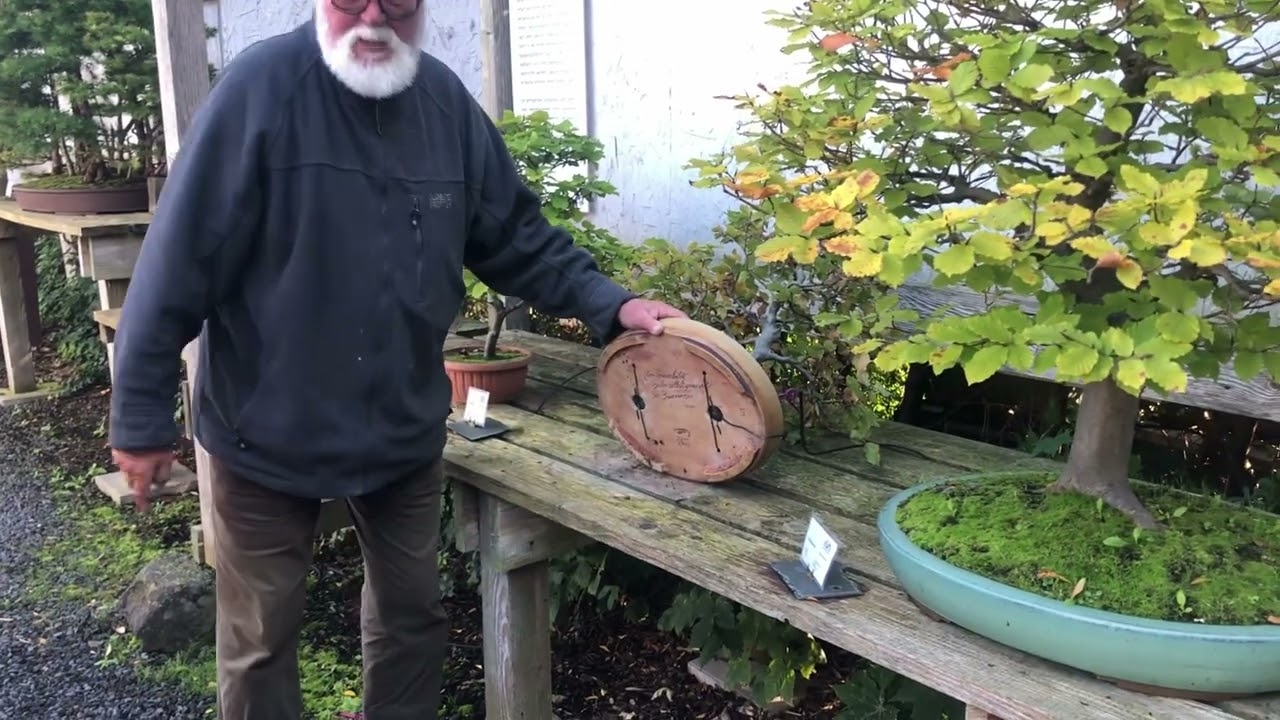 Zu Besuch im Bonsai Museum Düsseldorf