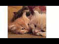 (The most beautiful cats in the world (my cats