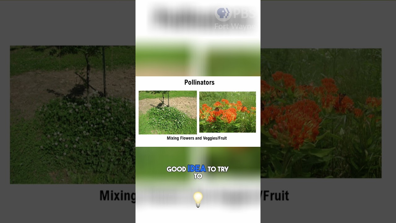 Transform Your Landscape: The Power of Clover and Butterfly Milkweed