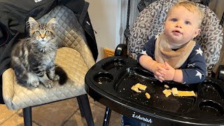 Adorable Baby Boy Is Best Friends With His New Kitten! (Cutest Ever!!)