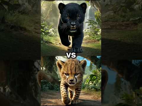 black panther baby vs wild _animal (black Panther, tiger, lion, panther, leopard, white tiger, baby)