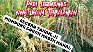 A Legendary Type of Rice That Has Not Been Beaten Among Today's Farmers screenshot 3