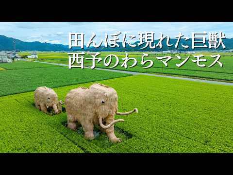 愛媛の隠れ絶景!西予の名物「わらマンモス」🦣🌾
