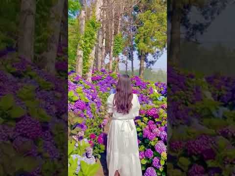 كل غنوة وردة