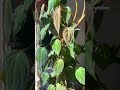 Trailing Tuesday #plantslover #plants #garden #indoorplants #vibes #gardenlife #gardening