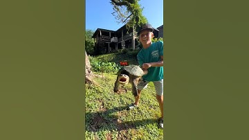 How To Hold a Snapping Turtle (without losing fingers) 🐢 #crawkid