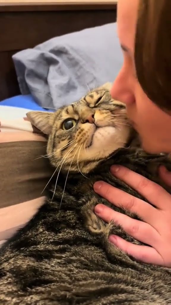 Top des vidéos très mignon ♥️ ❄️ ♥️ ❄️ ♥️ ❄️ ♥️ #cat