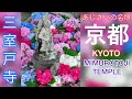 【京都 / KYOTO】1万株の紫陽花が咲き誇る「三室戸寺」 Hydrangeas in Mimurotoji Temple  京都を代表するあじさいの名所  京都府宇治市