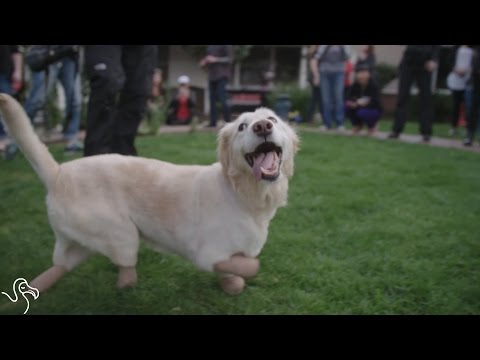 Video: Pes čakajúci týždne sám nedokáže pochopiť, prečo sa jeho ľudia nevrátili