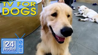 Dog Music - Soothe Dog's Anxiety: Anti Anxiety and Boredom Busting Videos with Music for Dogs #3