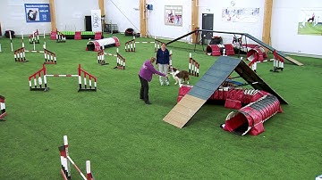 International Agility Training Week - Make reading the course easy for your dog - preview