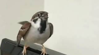 Burung Gereja gacor super mewah