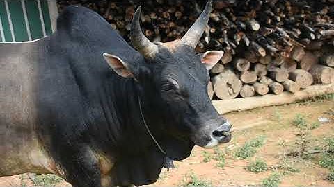 coj nej mu saib txiv txawj zoo tu nyuj yuav lo tshiab nyob zos roob tshuaj 30/7/2019