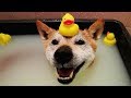 Cute is Not Enough - Funny Cats and Dogs Compilation #283