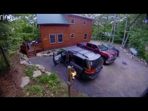 Black bear opens car doors, brings 4 cubs inside in Adirondacks