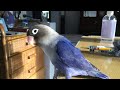 CUTE VIOLET FISCHER LOVEBIRD CHIRPING 🐦