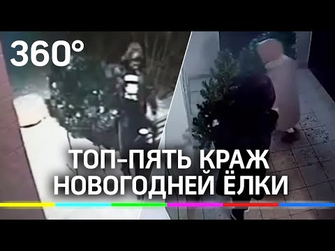 Эволюция Гринча: ТОП-5 краж новогодних ёлок в России, - кто они похитители Рождества и Нового года?