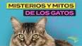 Los gatos: misteriosos compañeros con una rica historia ile ilgili video