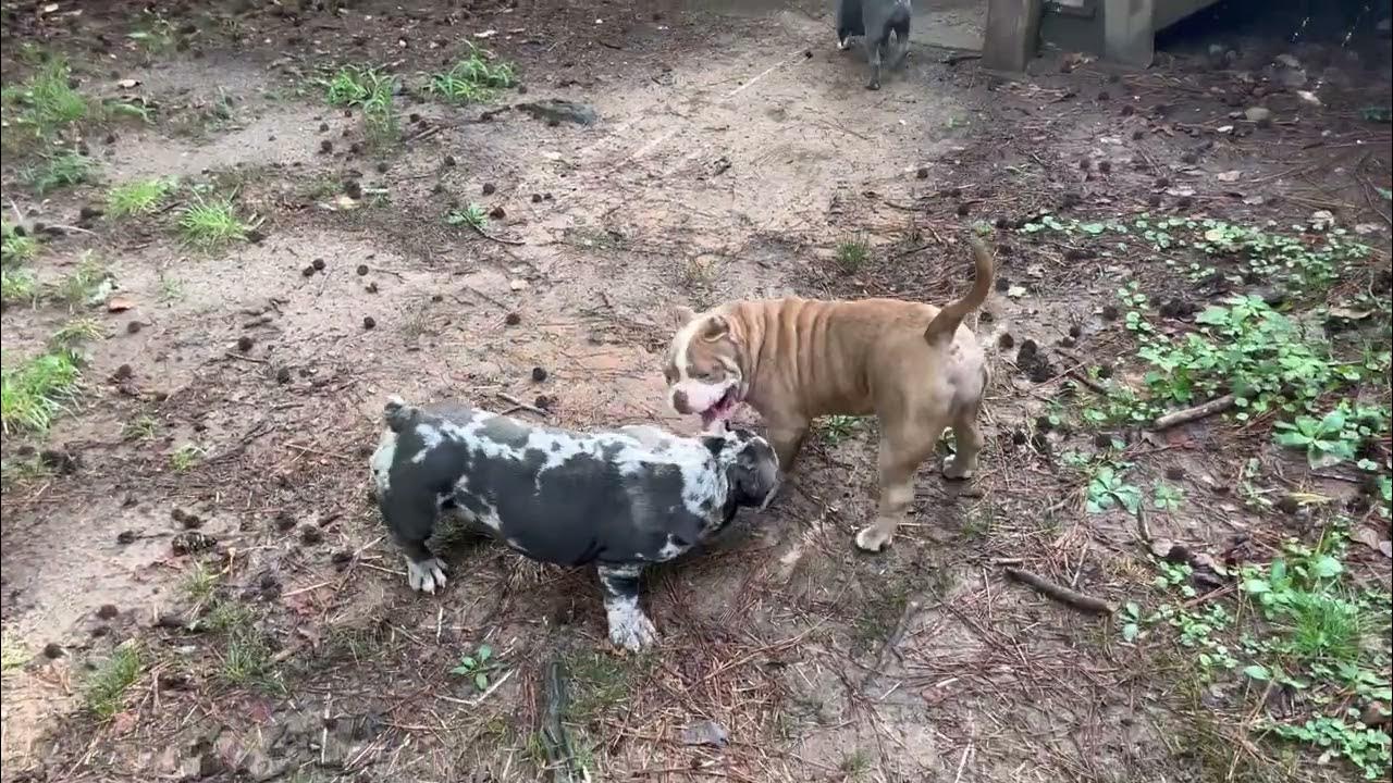 How Do Stud Fees Work ‼️ YouTube