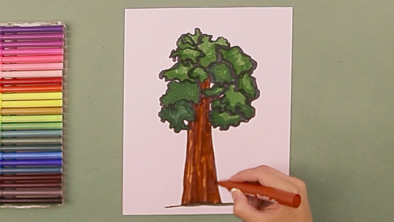 California Redwoods: Over 228 Royalty-Free Licensable Stock Vectors &  Vector Art | Shutterstock