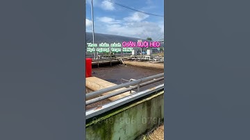 Nước thải của trang trại chăn nuôi heo sau xử lý sẽ như thế nào? Cùng xem kết quả nhé