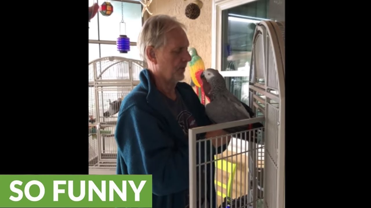 videos for cats African Great Parrot loves to give kisses and snacks