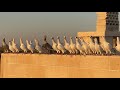 احلى ثلاث قطع حمام في سوريا شاهد للنهاية
