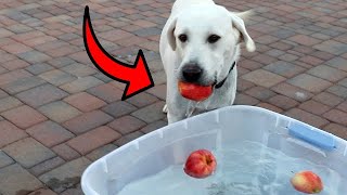 LABRADORS BOBBING FOR APPLES!! LABRADORS BOBBING FOR APPLES!!