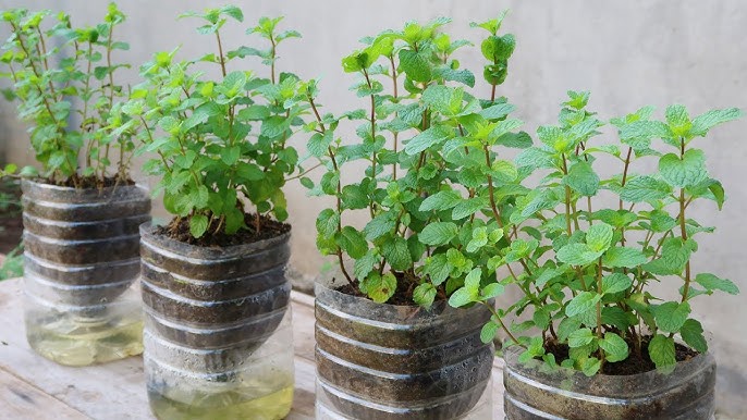 How to Grow Mint Outdoors - 8 Tips and Tricks - Dirt and Dough